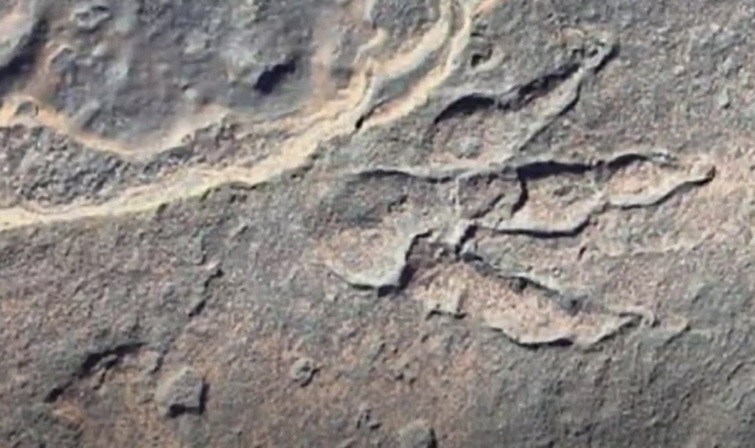 O urmă de dinozaur veche de 220 de milioane de ani, descoperită de o fetiță!