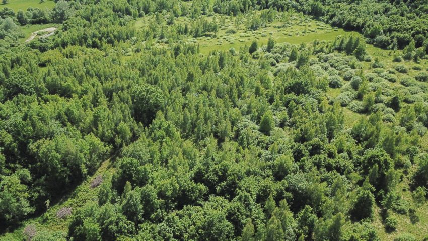 Exemplarele de urs care trăiesc în fondurile cinegetice administrate de Romsilva depăşesc de trei ori efectivul optim