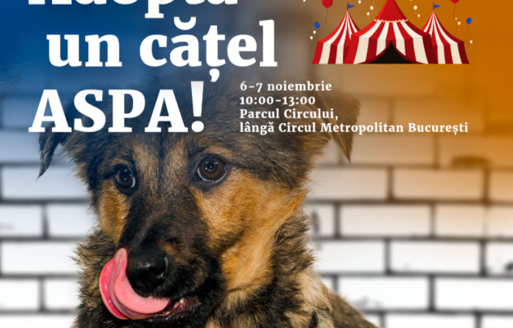 Bucureștenii pot adopta un cățel la târgurile de adopţii din Parcul Circului