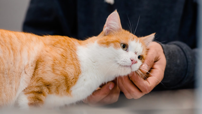 Maraton de sterilizări gratuite pentru câini și pisici, în trei localități din Ilfov