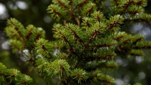 Cum să îți păstrezi bradul natural de Crăciun proaspăt până la o lună și jumătate