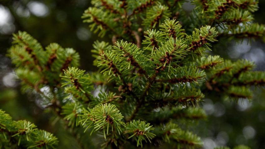 Christmas Maker Fair, târg de Crăciun, în centrul Bucureștiului