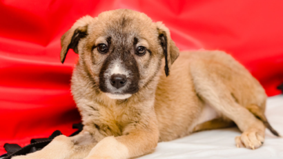 Ședință de dresaj pentru cățelul tău!