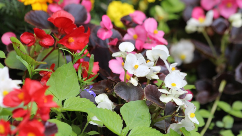 Piedone și-a scos directorii la plantat de “ghețișioară”!