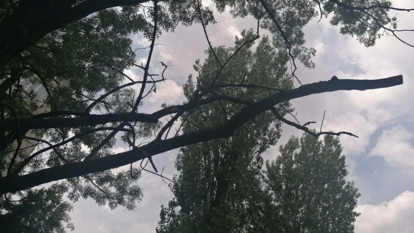 Copac căzut pe un tramvai în Sectorul 5; nu au fost victime