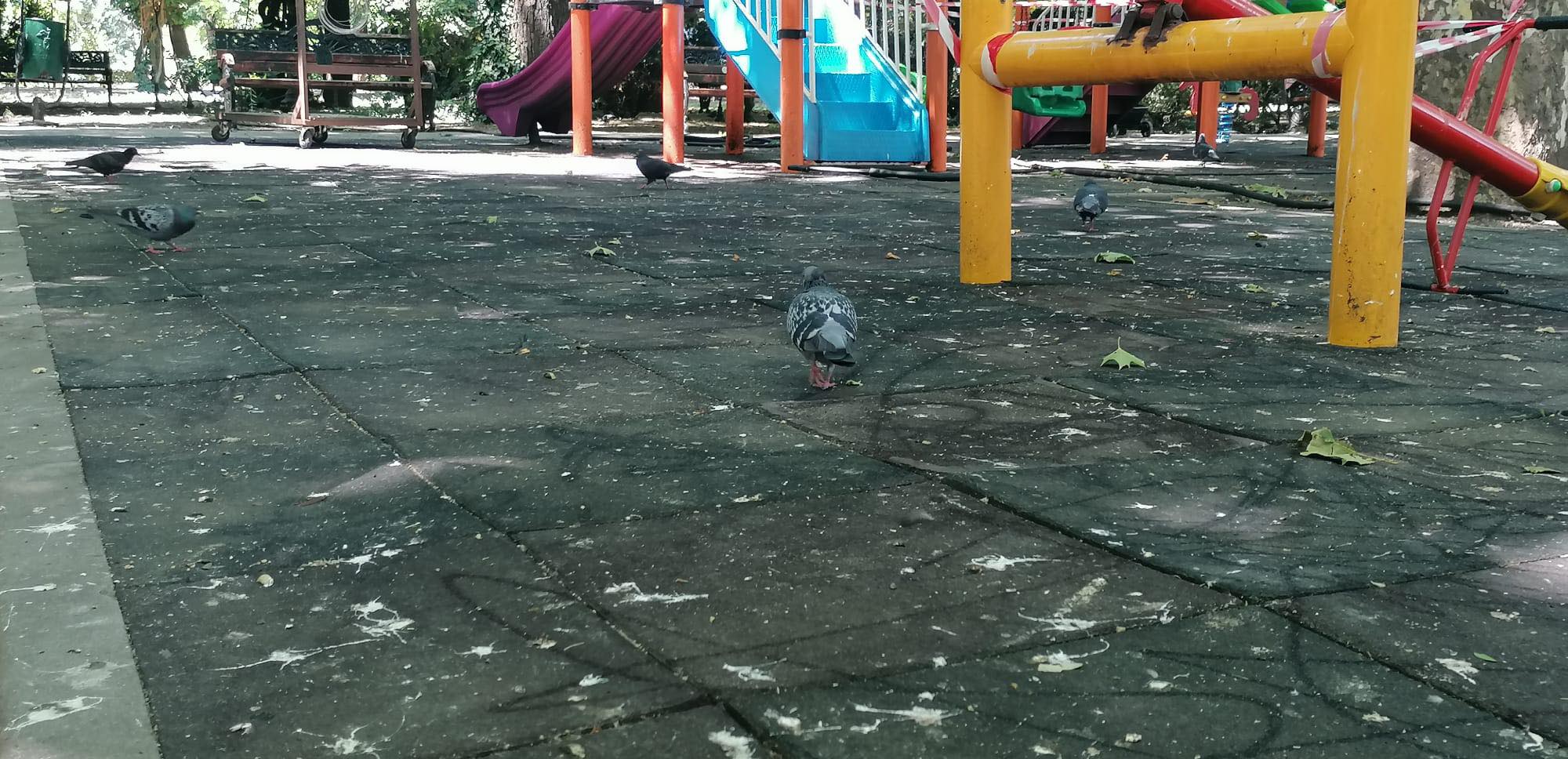 ALPAB testează un sistem pentru alungarea ciorilor din Parcul Cişmigiu