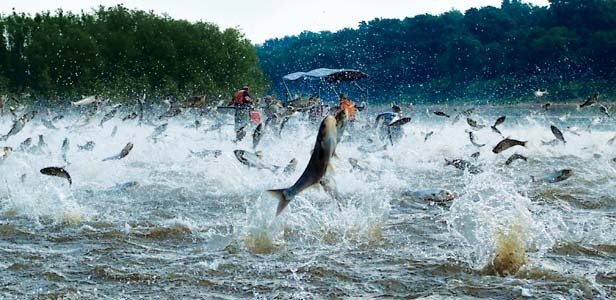 Cum sa pescuiesti cu plasa de fluturi