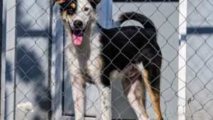 Adoptă de la Park Lake – un nou târg de adopţii în Capitală