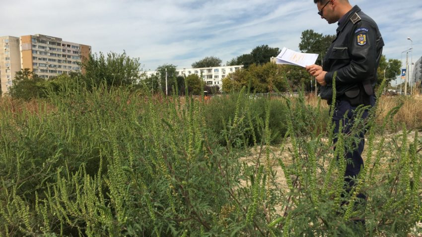 Primăria Sectorului 3- Măsuri de combatere a ambroziei