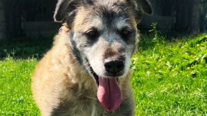 Campanii de sterilizare a câinilor cu stăpân, în Județul Ilfov!