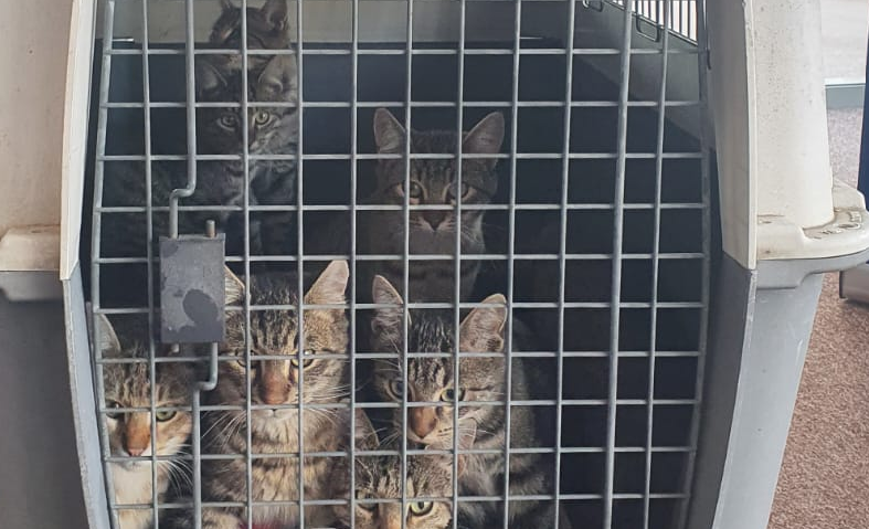 Proiect pentru sterilizarea gratuită a până la 10.000 de pisici, pe ordinea de zi a Consiliului General al Capitalei