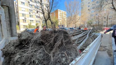 Primăria Sectorului 2 anunță cea mai amplă campanie de înverzire: 40.000 de arbori până la sfârșitul anului viitor
