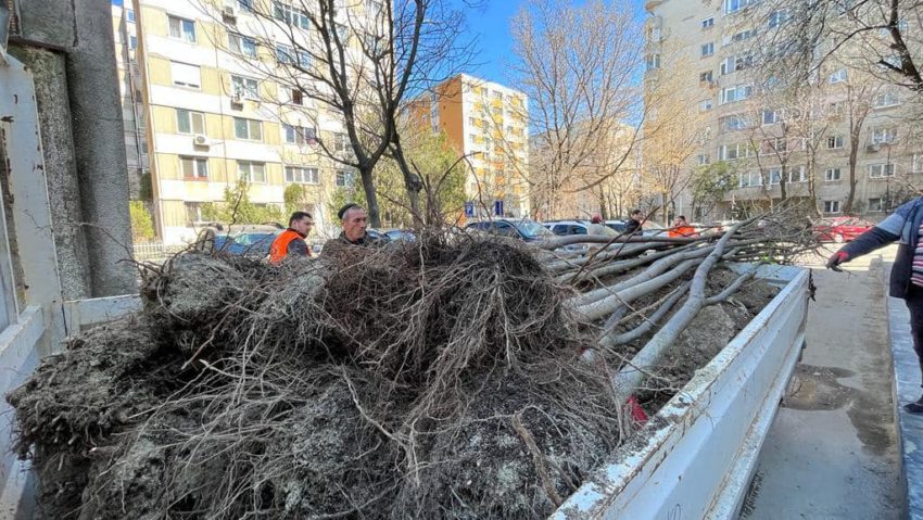 Primăria Sectorului 2 anunță cea mai amplă campanie de înverzire: 40.000 de arbori până la sfârșitul anului viitor