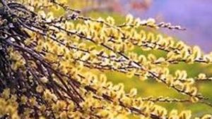 Brigada Rutieră: Restricţii de circulaţie în Capitală cu ocazia procesiunii de Floriile catolice