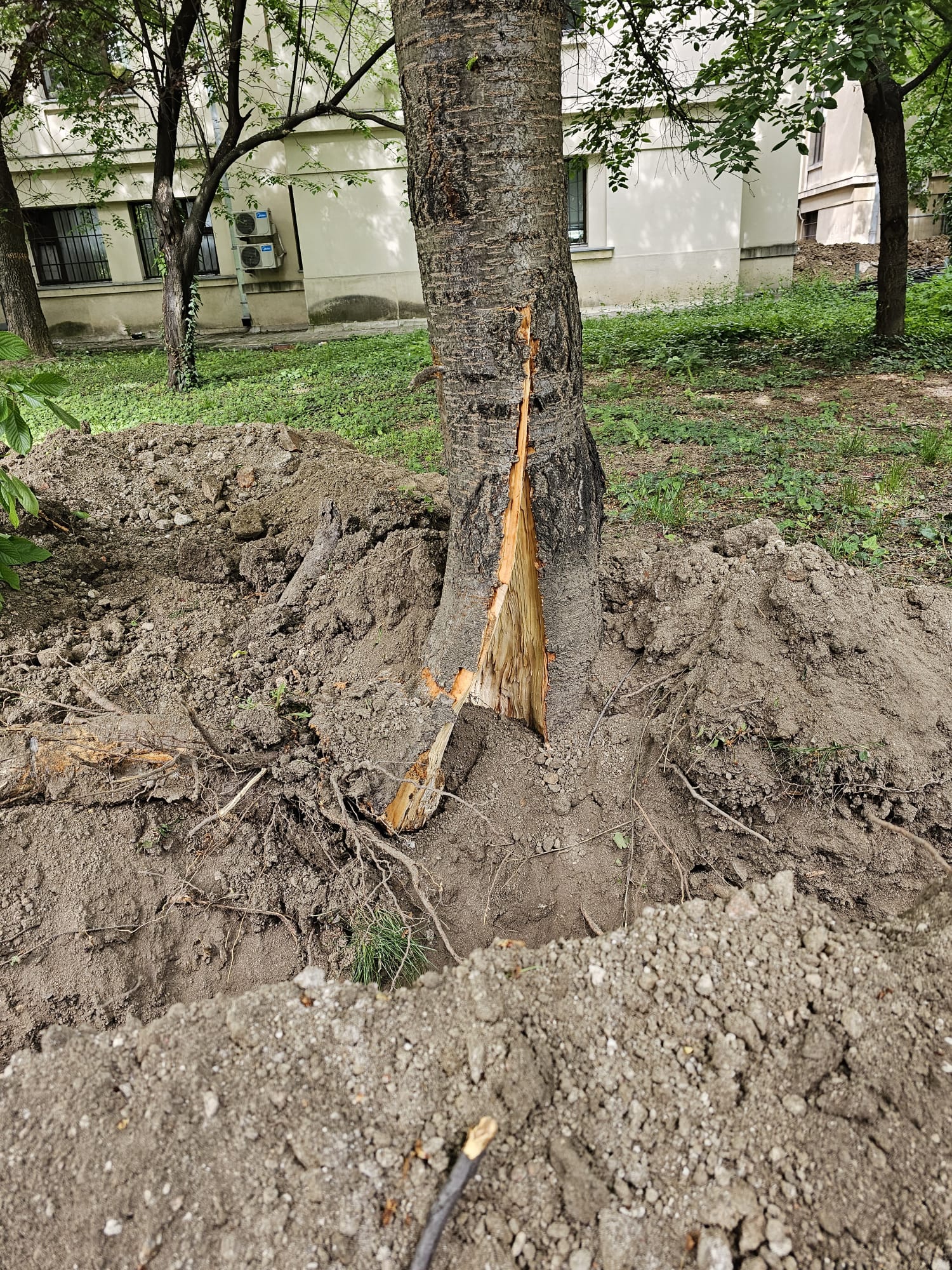 3.000 de arbori uscați din sectorul 2 vor fi tăiați sau toaletați!