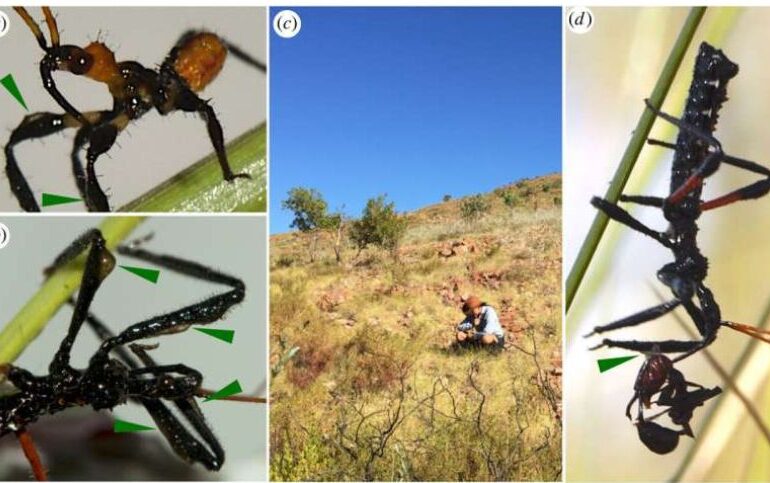 ”Insecta asasina” chiar exista!