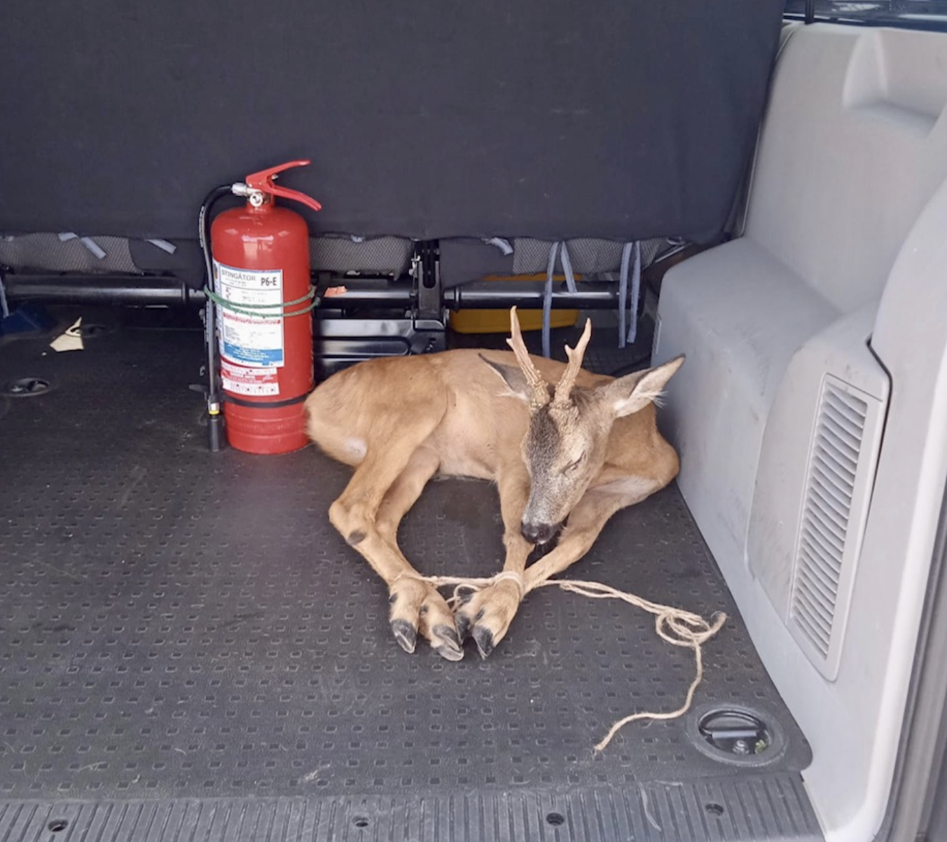 Daca circulati în zona Pădurii Băneasa, atenție la animale!