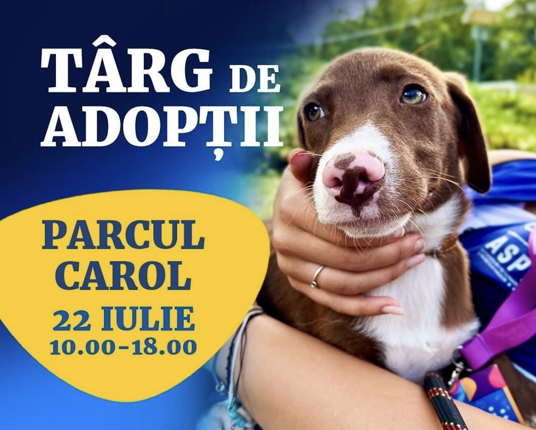 Târg de adopții de căței în Parcul Carol I