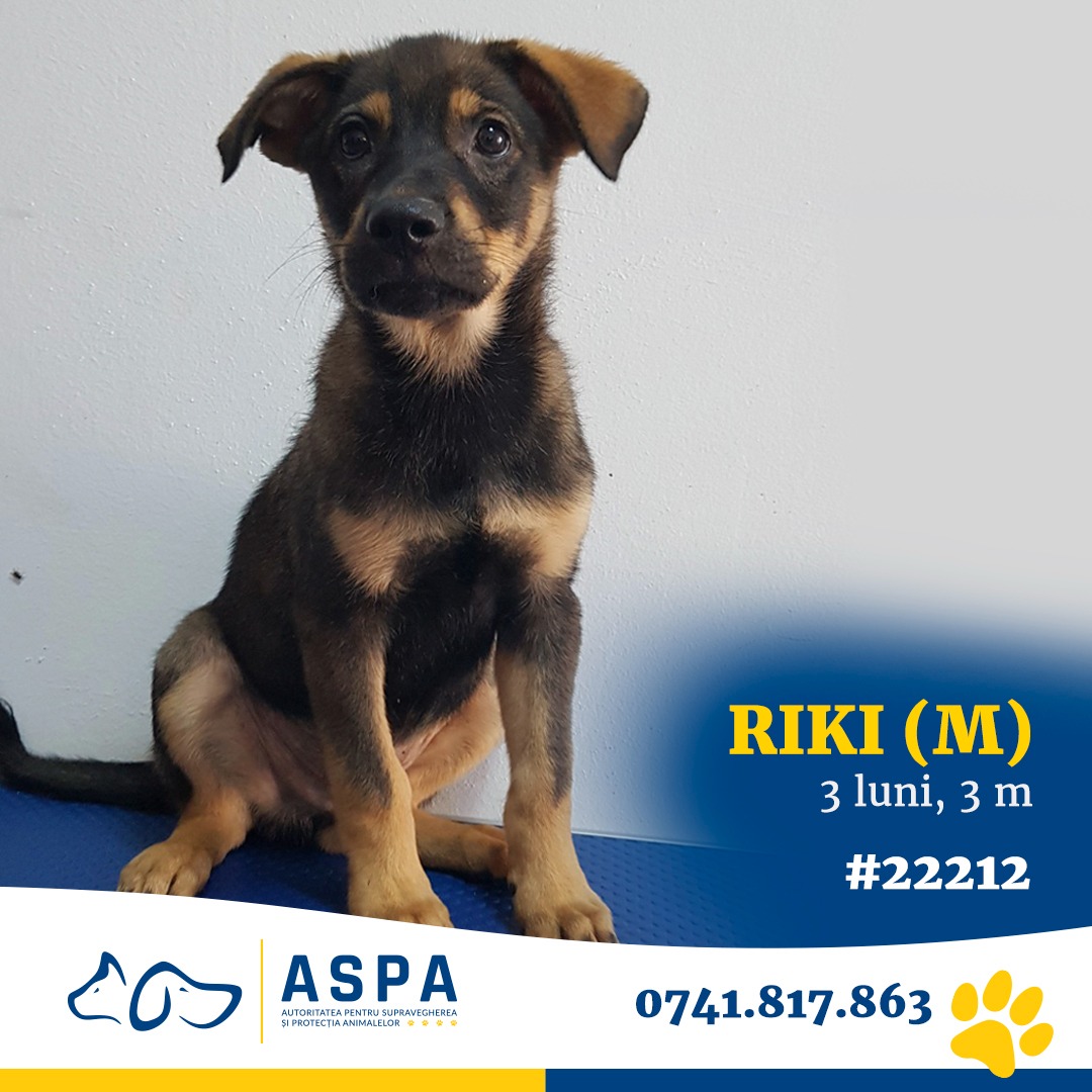 Un nou târg de adopții de cătei are loc sâmbătă