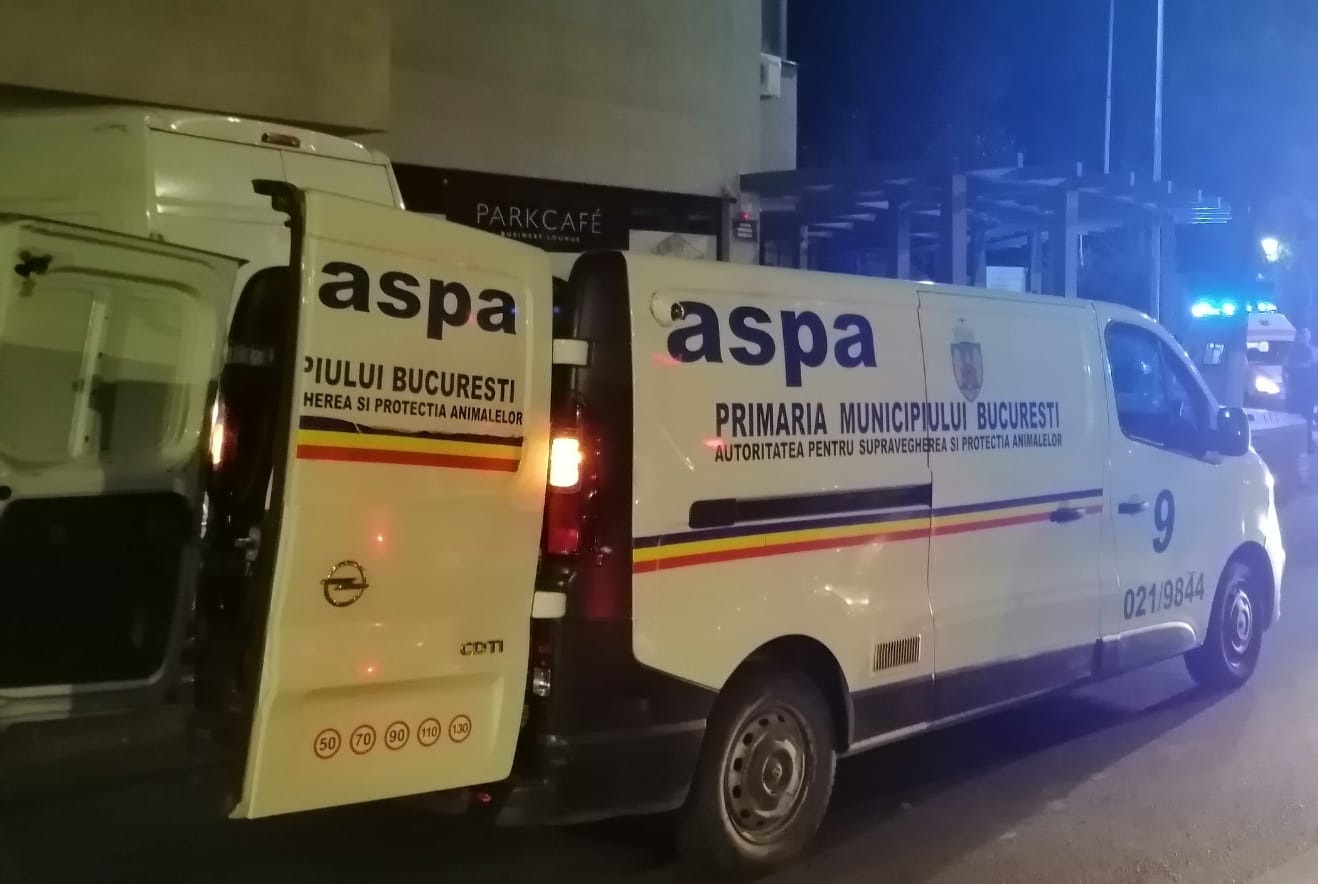 Câine din rasa Amstaff, preluat de ASPA