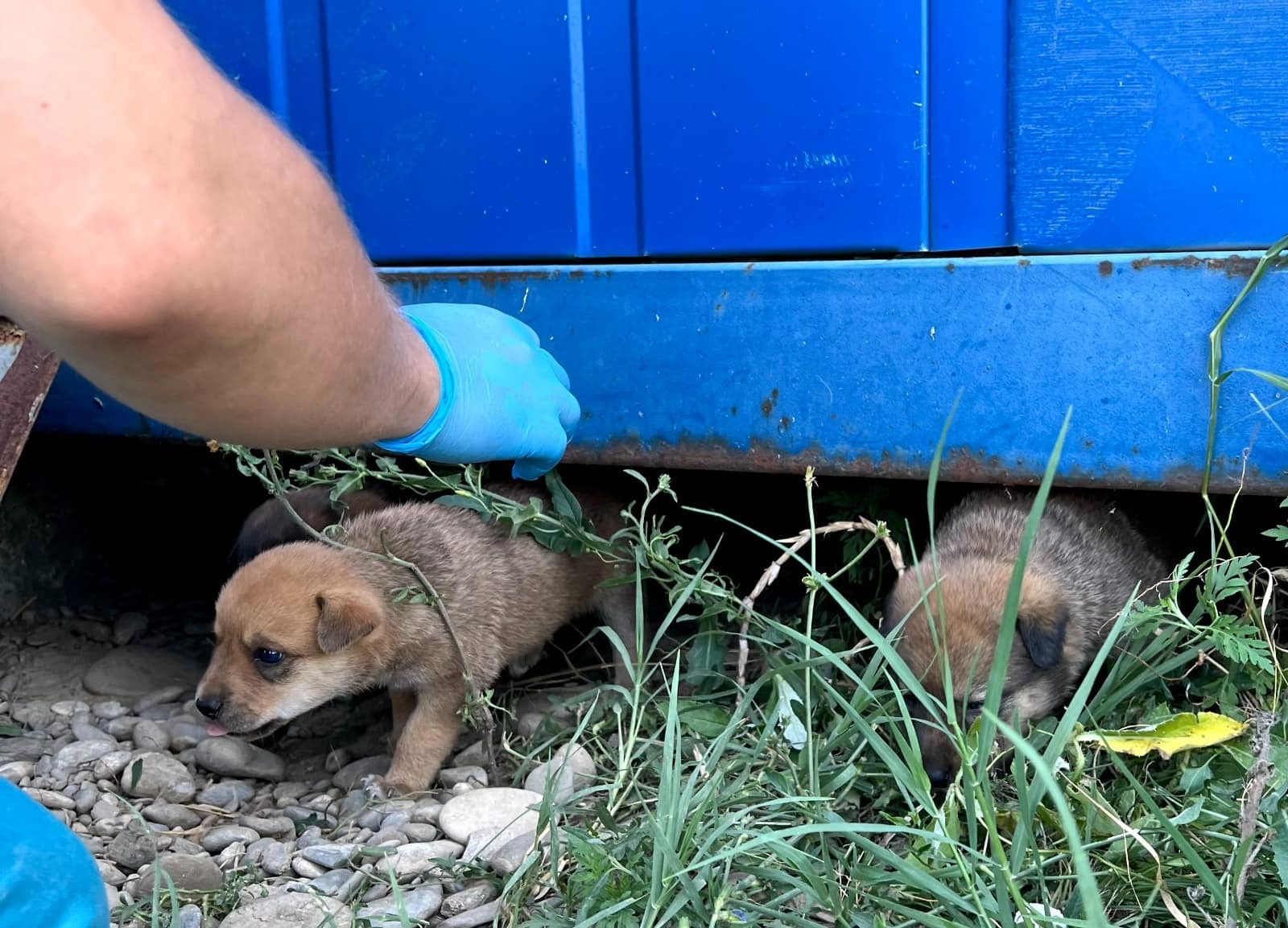 Proiect: Tarif de 52 de lei, pentru revendicarea câinilor capturaţi de pe domeniul public şi cazaţi în adăposturile ASPA