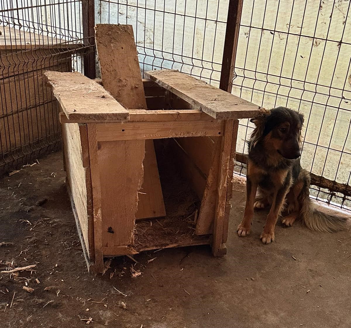 Angajații de la Protecția Animalelor Ilfov cer sprijinul oamenilor pentru a reabilita cuștile câinilor din adăpostul Buftea