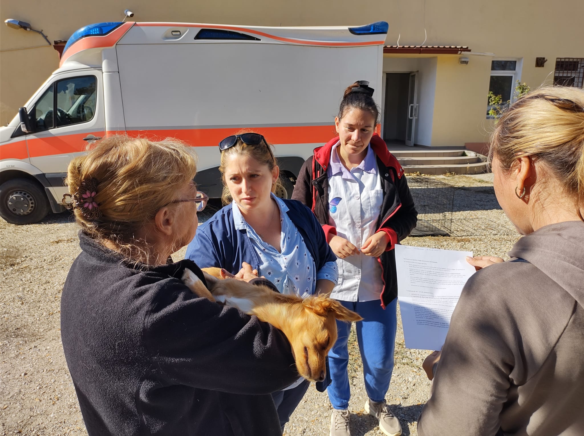 Sectorul 6 a dat START-ul sterilizarilor cainilor de rasă comună