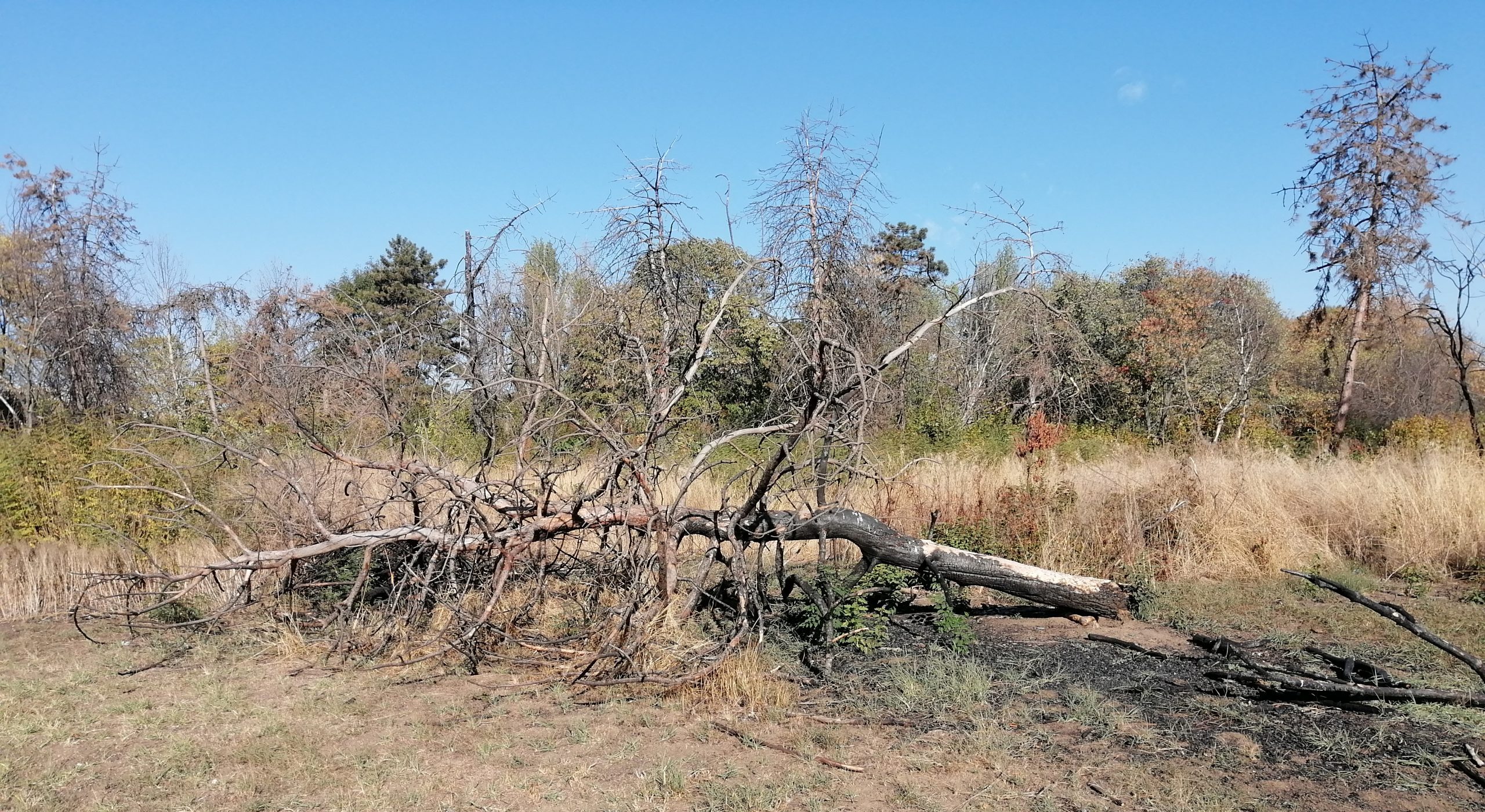 PMB: Doi bărbaţi, acuzaţi că ar fi defrişat 50 de arbori uscaţi şi arşi din zona retrocedată a Parcului IOR
