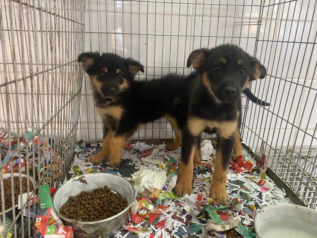 Peste o mie de câini și-au găsit stăpân