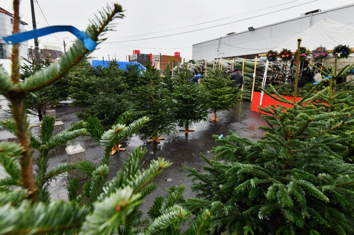 Patru târguri de brazi sunt deschise în Sectorul 6