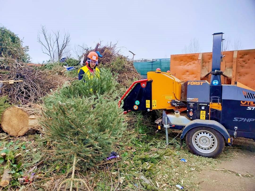 Sector 5: Primăria începe colectarea gratuită a brazilor de Crăciun