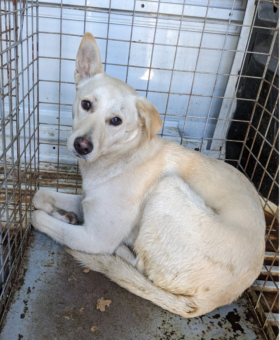 ASPA Bucureşti: Peste 8.330 de animale sterilizate gratuit în 2024