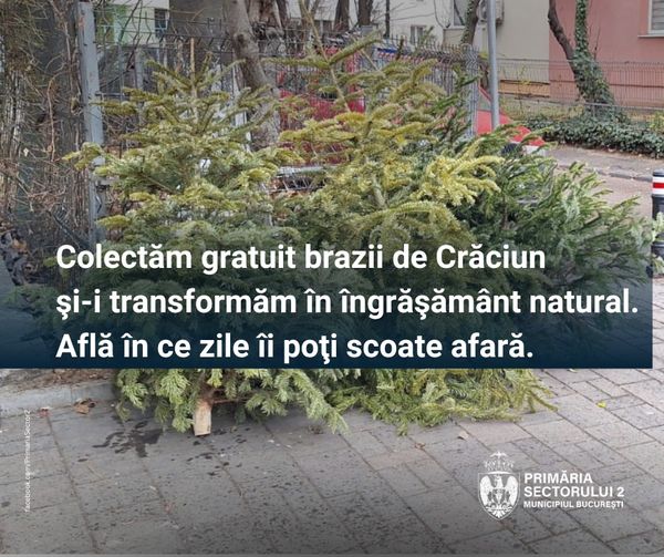 Sectorul 2 : Colectarea brazilor de Crăciun începe sâmbăta