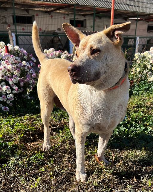 Tarife mai mari pentru adopția la distanță