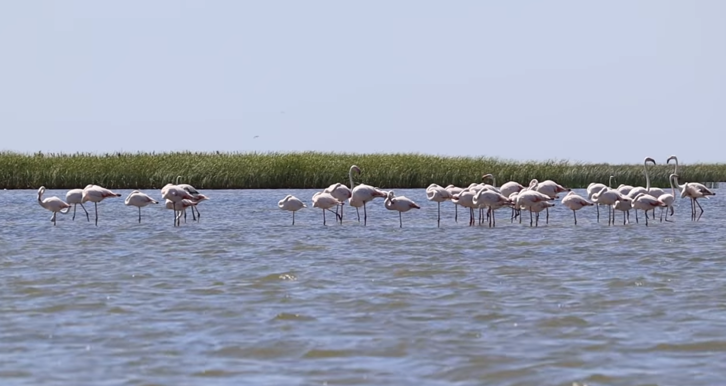 Zeci de păsări flamingo pot fi admirate în Delta Dunării, pe braţul Sfântu Gheorghe