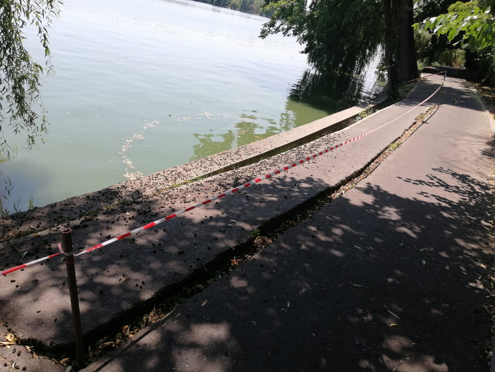 Aleea de pe malul Lacului Herăstrău, în pericol de prăbușire