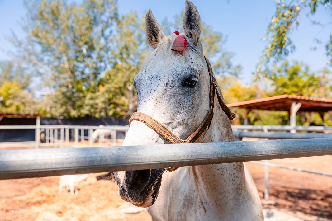 Nicuşor Dan: 49 de cai pot fi vizitaţi zilnic în adăpostul din şoseaua Petricani