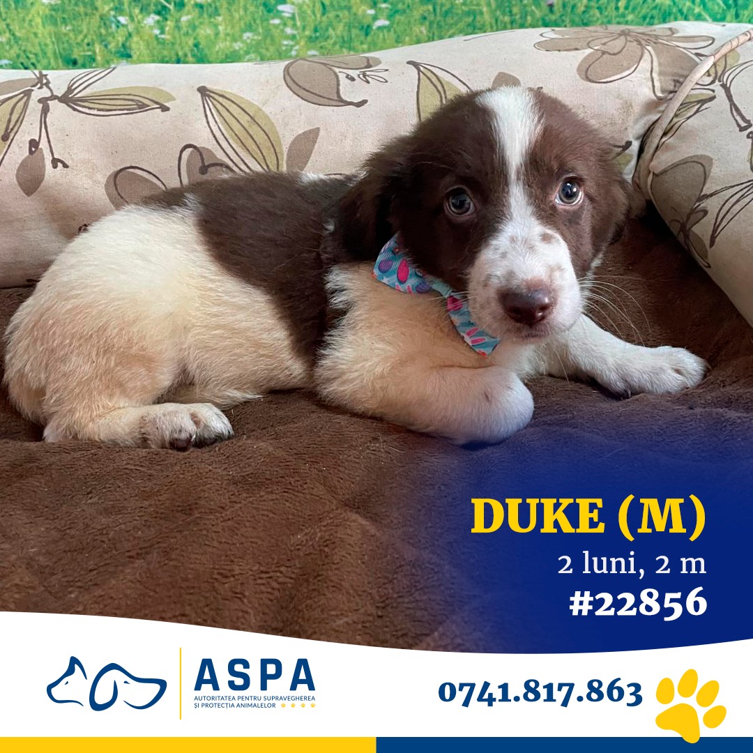 Un nou târg de adopții organizat de ASPA va avea loc sâmbătă în Parcul Titan