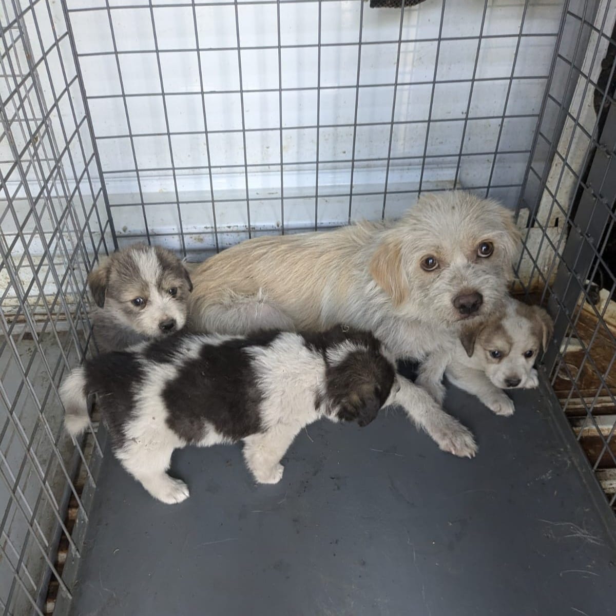 ASPA anunță licitație pentru construirea unui centru de urgențe veterinare în Sectorul 3