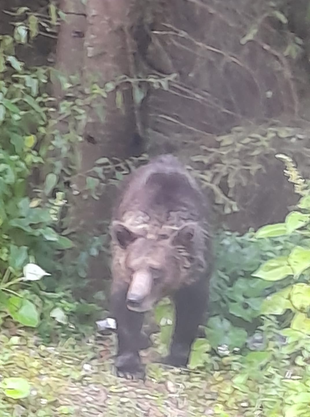 Prahova: Urs observat în comuna Băneşti; a fost transmis mesaj RO-ALERT