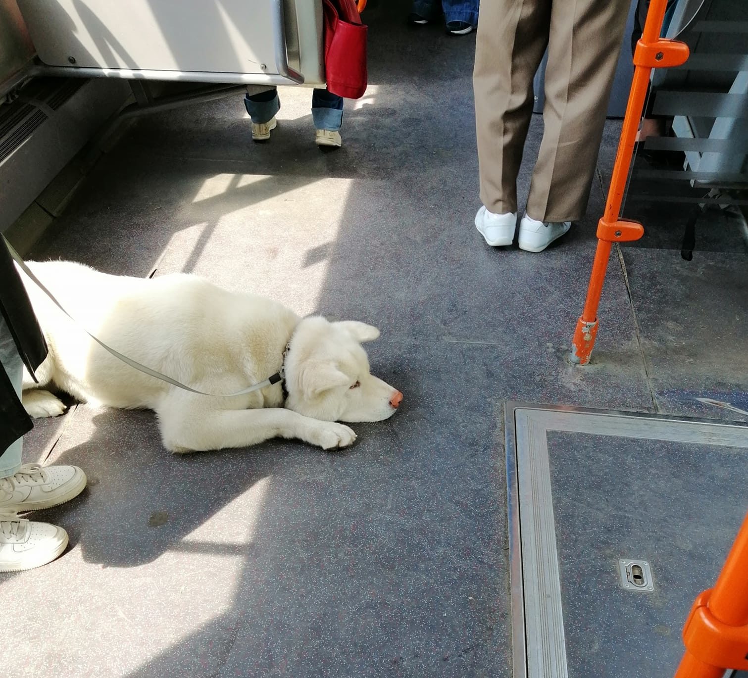 Accesul în mijloace de transport cu animalul de companie este permis, dar cu respectarea unor reguli