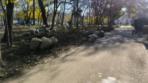 Specialiști și ONG-uri cer să nu se mai strângă frunzele de pe spațiile verzi, din Sectorul 1!