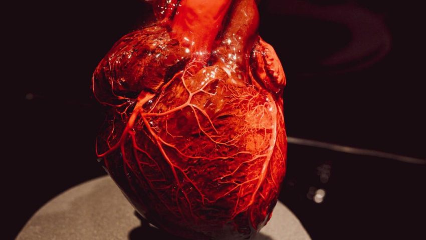 Ateliere de prim ajutor pe 14 și 15 decembrie, în cadrul expoziției Body Worlds de la Biblioteca Națională