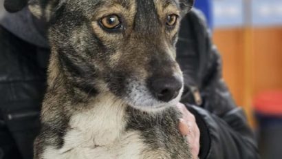 ASPA: Peste 250 de câini, ridicaţi de pe domeniul public în luna mai; cei mai mulţi – în Sectorul 5