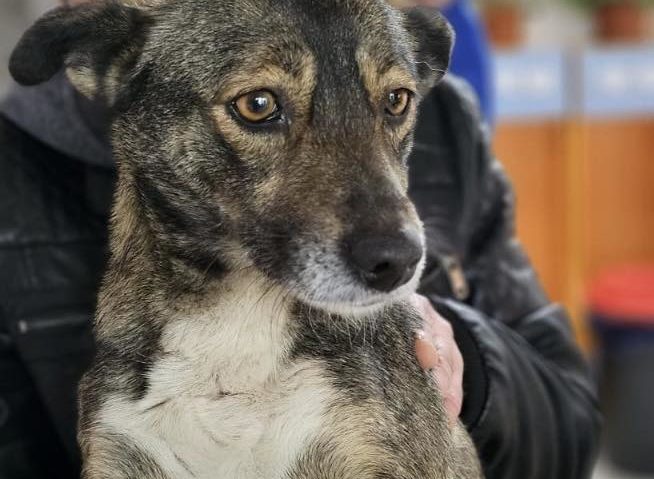 ASPA: Peste 250 de câini, ridicaţi de pe domeniul public în luna mai; cei mai mulţi – în Sectorul 5