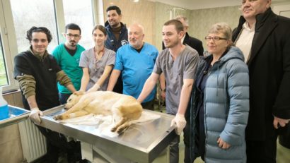 Îngrijire medicală de top pentru cățeii din adăpostul Primăriei Sectorului 1!