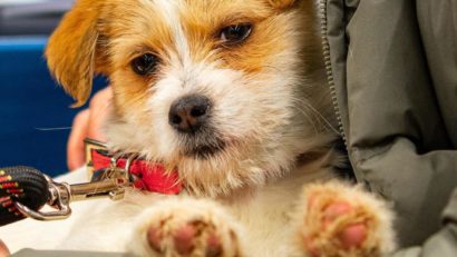 Acţiune de control pentru verificarea câinilor cu stăpân, în Sectorul 1