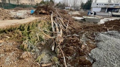 Sector 6: Firmă amendată cu 300.000 de lei pentru defrişarea ilegală a 30 de copaci pe bulevardul Timişoara