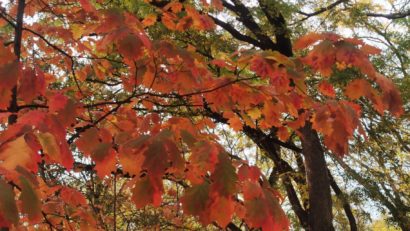 Vreme autenticã de toamnã