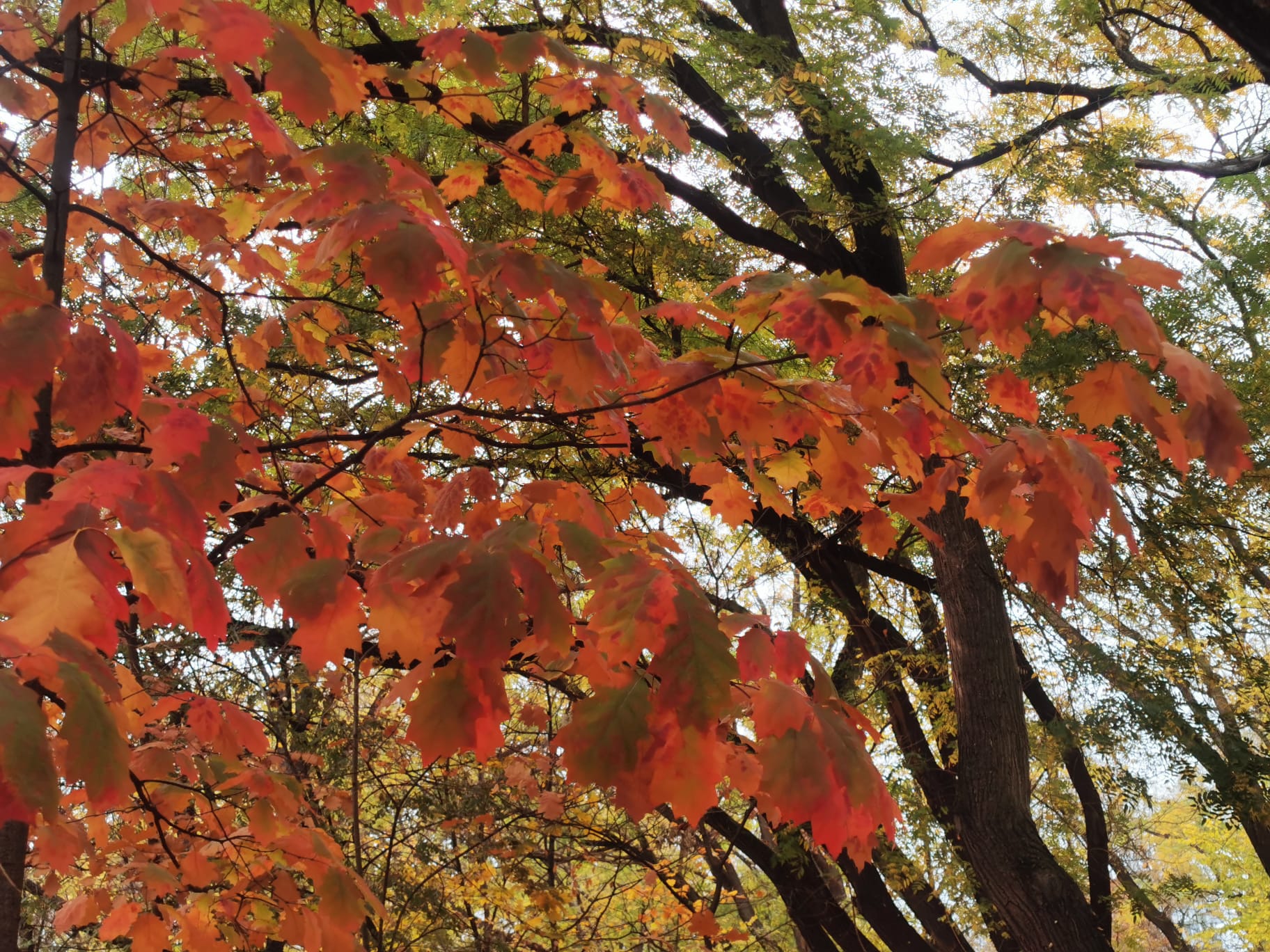 „Atmosfera de toamnă autentică la Radio București FM – Ascultă muzica live online!”